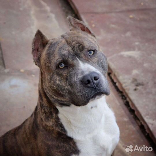 Стаффордширский терьер вязка