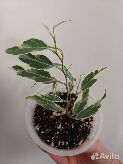 Фикусы триангулярис, пикси и т. д