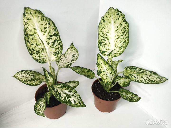 Диффенбахия Ами