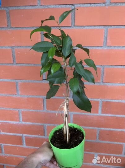 Фикус бенджамина