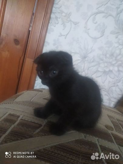 Вислоухий котенок