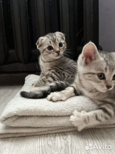 Британские котята
