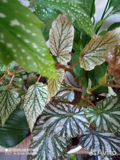 Бегония кейн(тростниковая)