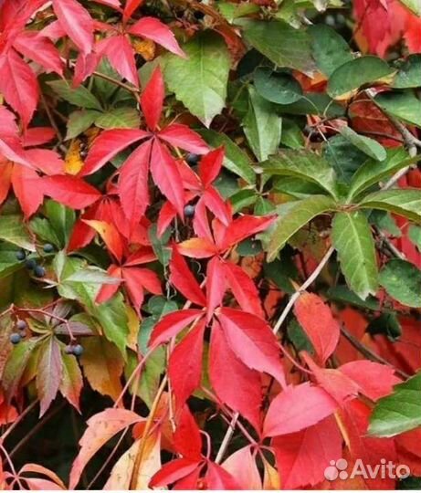 Виноград Девичий, Стар Шауэр, Амурский