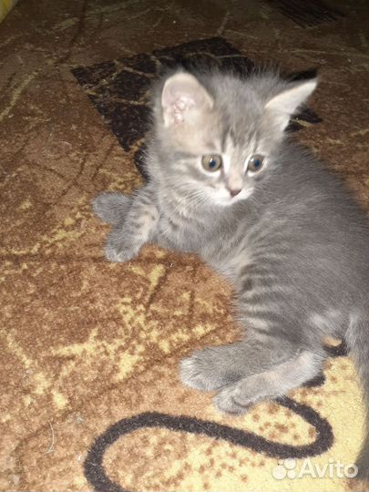Кошка