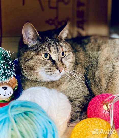 Темпераментная плюшевая кошечка Сильва ищет дом