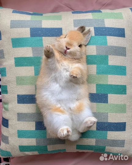 Мини кролики большой выбор