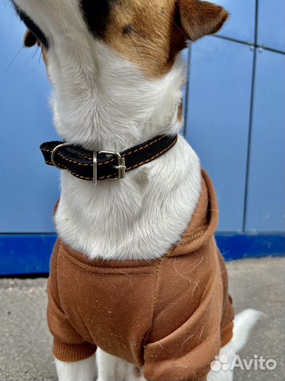 Ошейник для собак из натуральной кожи