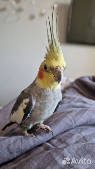 Корелла Тихон