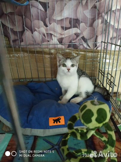 Найден котенок