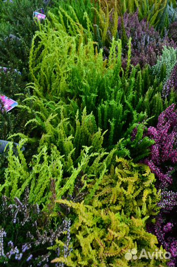 Вереск. Весна 23