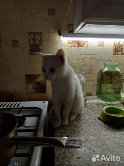 Продам британскую кошку