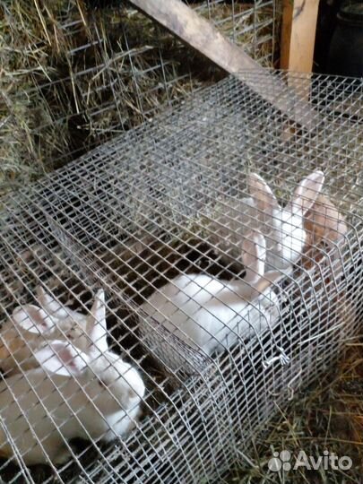 Кролики мясных пород