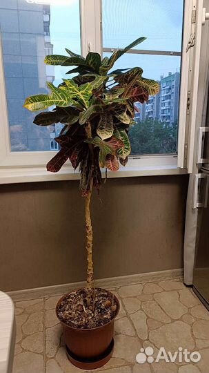 Кодиеум (Кротон) Экселент