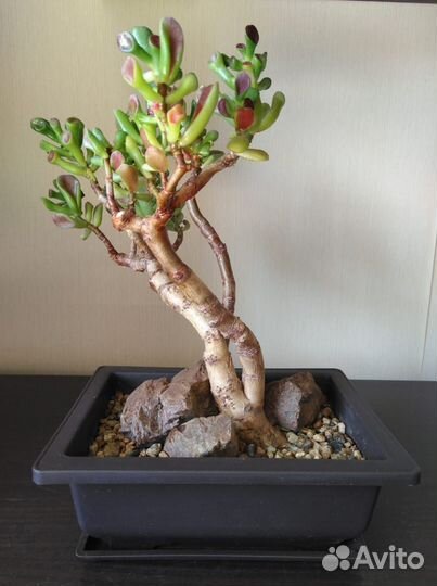 Бонсай Растения комнатные Цветы Суккулент