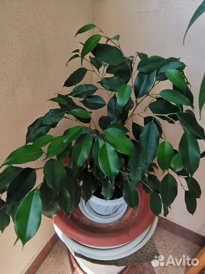 Фикус бенджамина