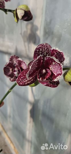 Орхидея фаленопсис бабочка