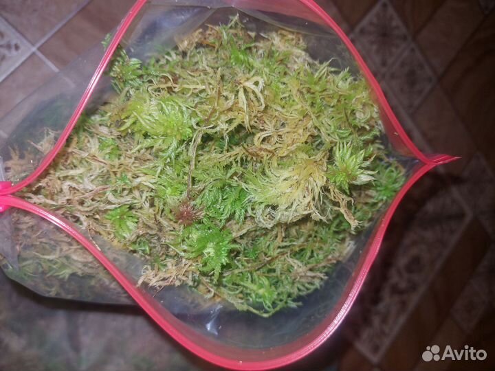 Мох сфагнум магелланский живой