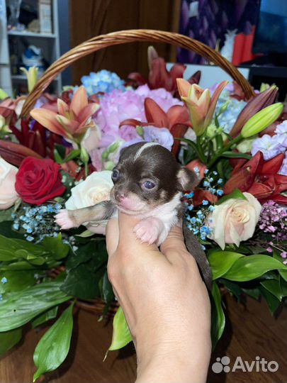 Чихуахуа щенки