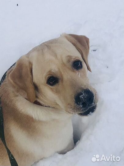 Вязка Лабрадор