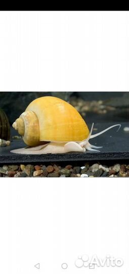 Улитки аквариумные