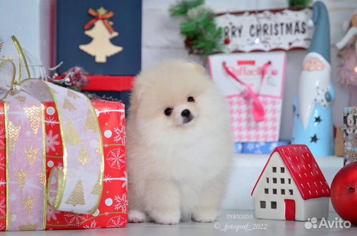 Померанский шпиц медвежьего типа