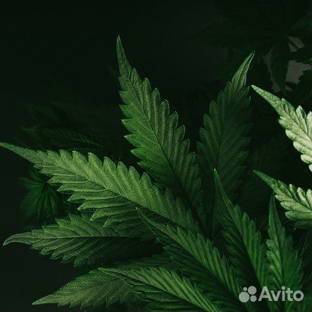 Bybozo black mafia франция 75 мл