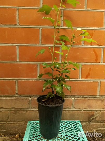 Гибискус Древовидный Махровый