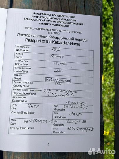 Кабардинский жеребец