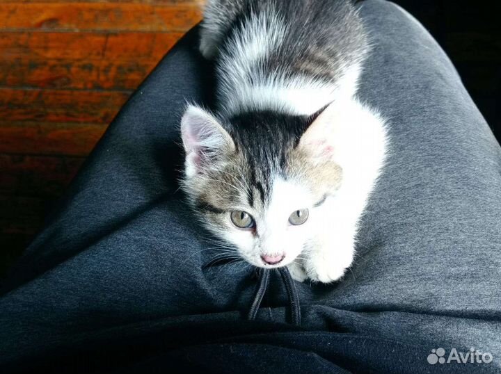 Отдам в добрые руки