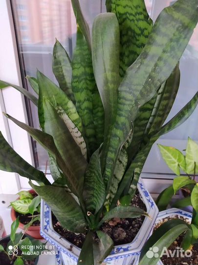 Сансивьерия Futura grin