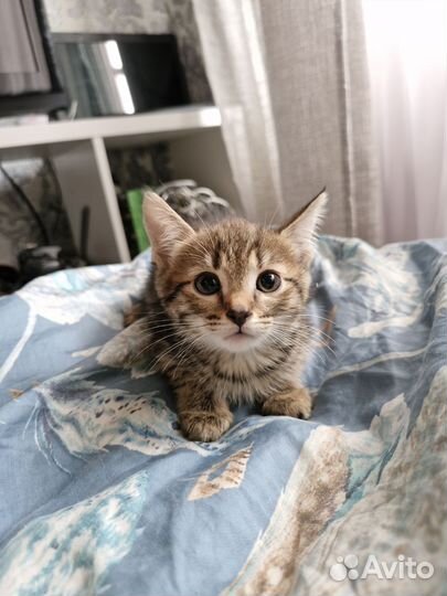 Котята в добрые руки 1.5 месяца