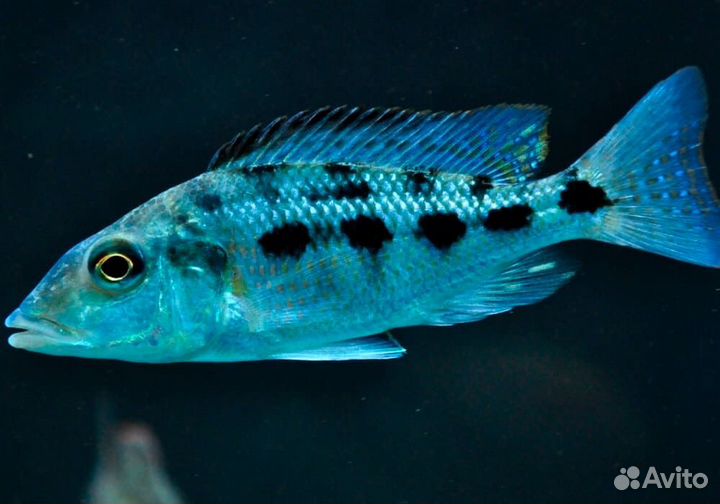 Цихлида Хаплохромис ростратус (Fossorochromis ros