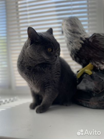 Британская кошка