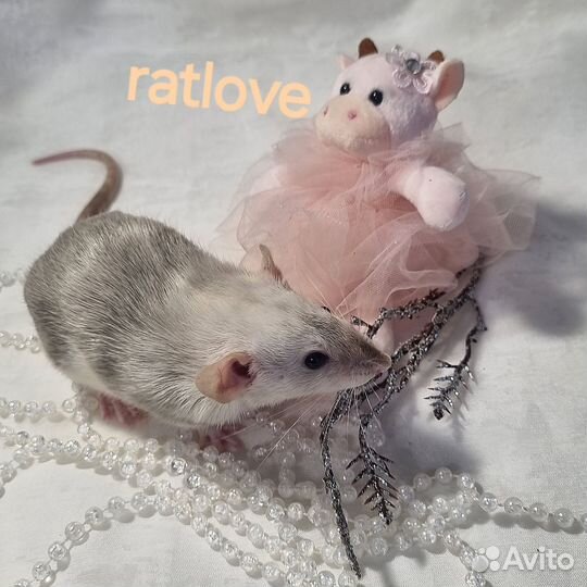 Крысята дамбо ручная девочка марбл