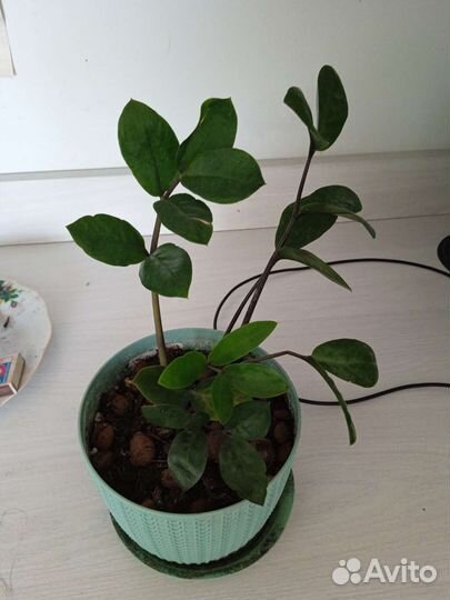 Замиокулькас