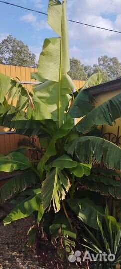 Банановая пальма