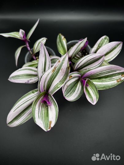 Традесканция нанук