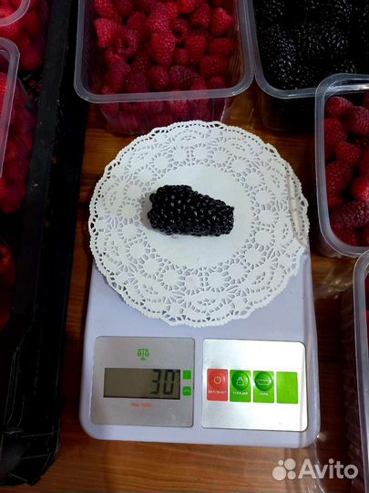 Ежевика корень на размножение. Прайм Арк Фридом