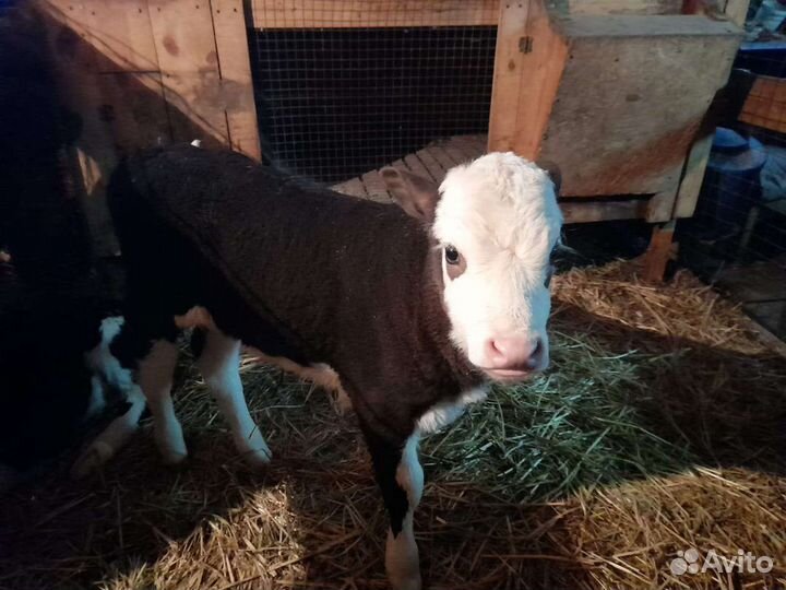 Продаётся тёлочка