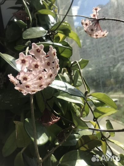 Хойя, срез одного узла