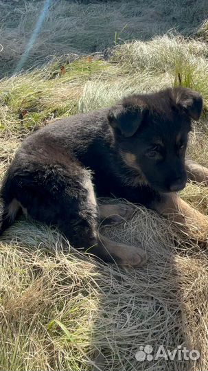 Щенок немецкой овчарки