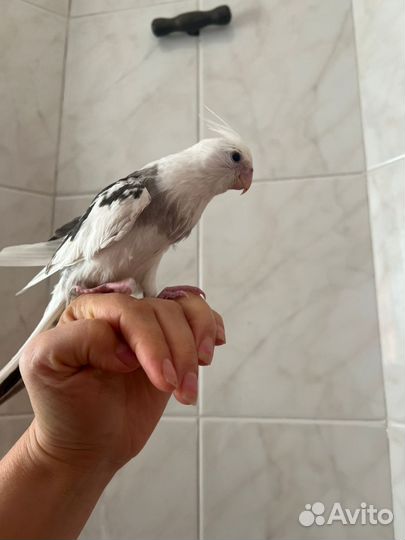 Корелла безщекая