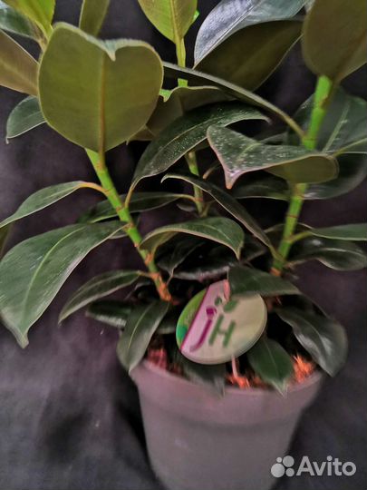 Фикус эластика мелани 3 растения 19/55