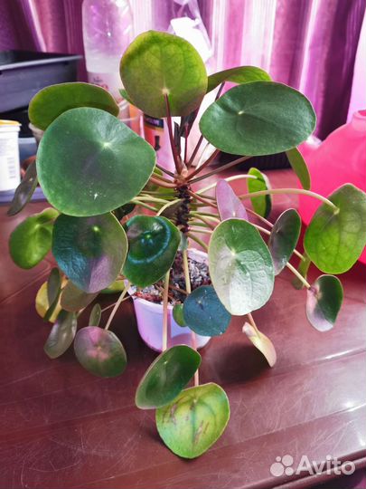 Пилея пеперомиевидная, хатиора, фикусы