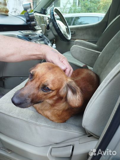 Молодой кобелек