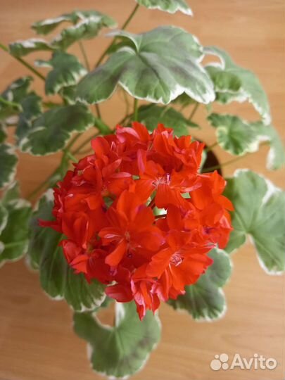 Пеларгония герань сортовая