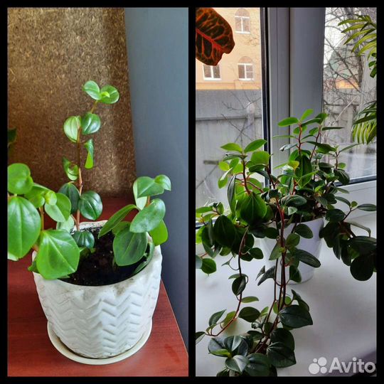 Комнатные цветы