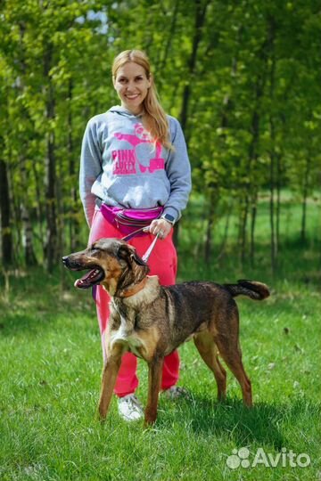 Собака Август ищет дом