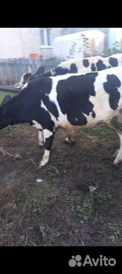 Бык и телка